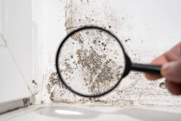 Why You Should Choose Our Mold Remediation Services in Mountain View Acres, CA